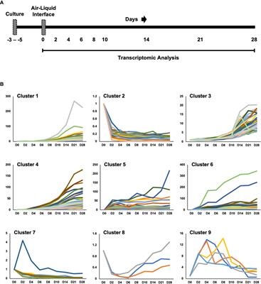 BPIFA1 is a secreted biomarker of differentiating human airway epithelium